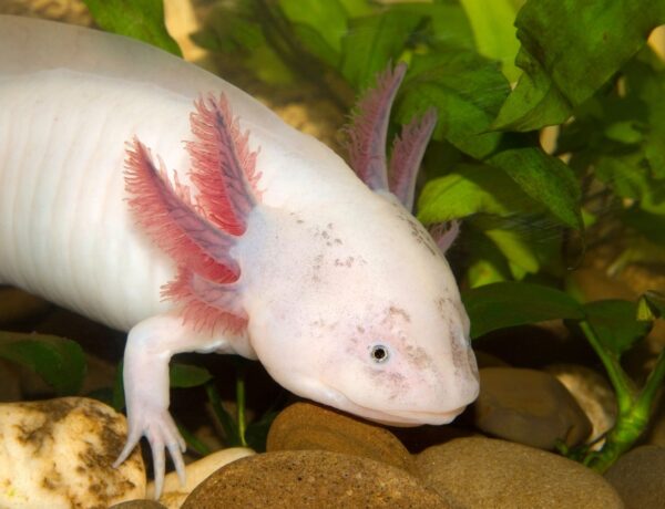 Axolotl, avagy a mexikói vízikutya